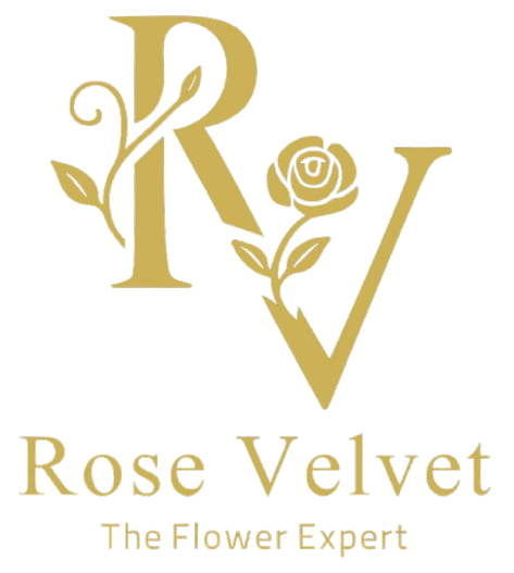 Rose Velvet